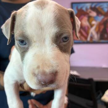 Highlighter -  Pit Bull Terrier Dog for Adoption in Northbrook, Illinois - Highlighter | PetCurious