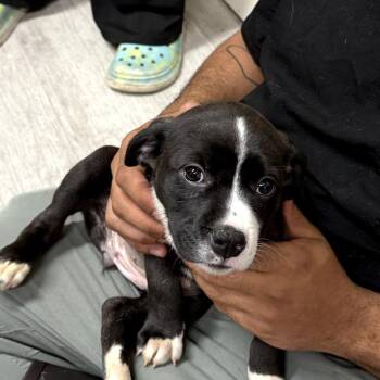 American Staffordshire Terrier and Great Pyrenees Dogs Available for Adoption in Waldorf, Maryland - Dipsy | PetCurious