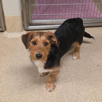 Cyrus -  Terrier Dog for Adoption in Bristol, Indiana - Cyrus | PetCurious