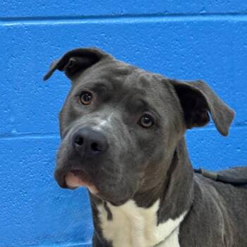 Angelo -  Pit Bull Terrier Dog for Adoption in Pine Bluff, Arkansas - Angelo | PetCurious