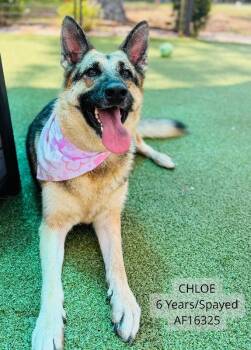 Chloe -  German Shepherd Dog Dog for Adoption - Chloe | PetCurious