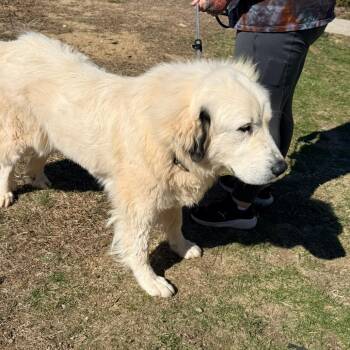 CT Athena the pyr -  Great Pyrenees Dog for Adoption in Eastford, Connecticut - CT Athena The Pyr | PetCurious
