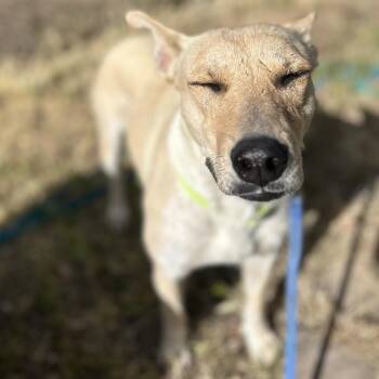 Mercedes -  Cattle Dog and Mixed Breed Dog for Adoption in Flagstaff, Arizona - Mercedes | PetCurious