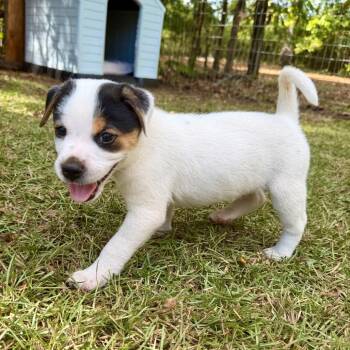Cooper_2_3_4_5_6_7 -  Beagle and Mixed Breed Dog for Adoption in Opelika, Alabama - Cooper_2_3_4_5_6_7 | PetCurious