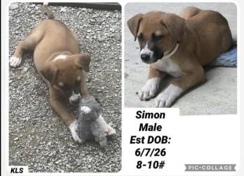 Simon -  Beagle and Labrador Retriever Dog for Adoption in Bull Valley, Illinois - Simon | PetCurious
