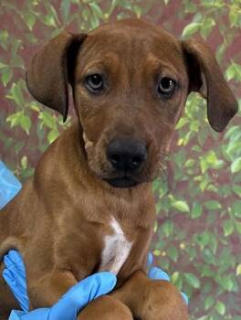 Shepherd and Mixed Breed Dogs Available for Adoption in San Antonio, Texas - Turquoise | PetCurious