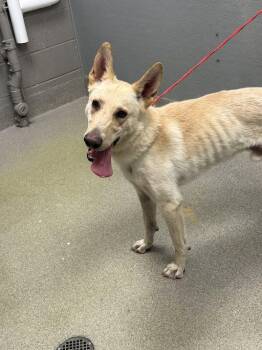 German Shepherd Dog and Mixed Breed Dogs Available for Adoption in Las Vegas, Nevada - RINGO STARR | PetCurious