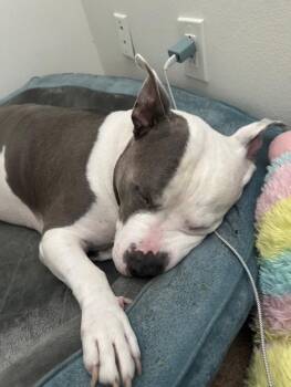 Chief -  Pit Bull Terrier Dog for Adoption in Los Angeles, California - Chief | PetCurious
