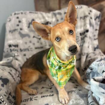 Barley -  Cardigan Welsh Corgi Dog for Adoption in Sequatchie, Tennessee - Barley | PetCurious