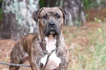 Raeyah -  Boxer and Pit Bull Terrier Dog for Adoption in Monroe, Georgia - Raeyah | PetCurious