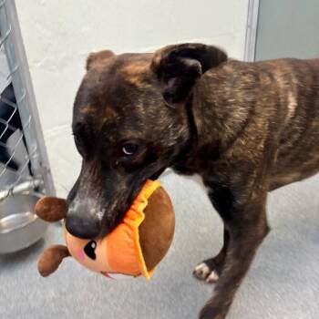 Goose -  Dutch Shepherd and Mixed Breed Dog Available for Adoption in Evansville, Indiana - Goose | PetCurious