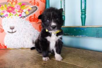Curry -  Border Collie and Shepherd Dog for Adoption in San Antonio, Texas - Curry | PetCurious