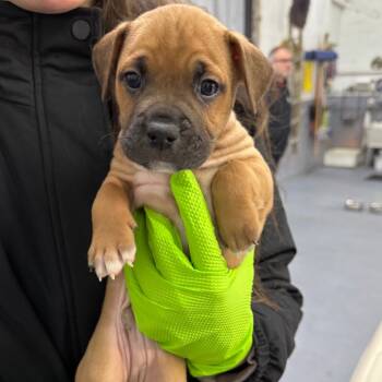 Rescue Retriever Dogs for Adoption in New York, New York - Praline | PetCurious