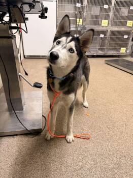 Kelsey -  Husky Dog for Adoption in Fruit Heights, Utah - Kelsey | PetCurious