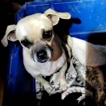 Rescue Pug Dogs for Adoption in West Islip, New York - Princess | PetCurious