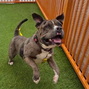 BUDDY -  American Bulldog Dog for Adoption in Las Vegas, Nevada - BUDDY | PetCurious