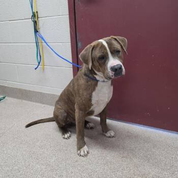 Elmo -  Pit Bull Terrier Dog for Adoption in Ardmore, Oklahoma - Elmo | PetCurious