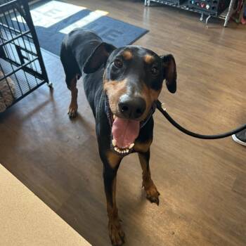 Constantine -  Doberman Pinscher and Mixed Breed Dog for Adoption in League City, Texas - Constantine | PetCurious