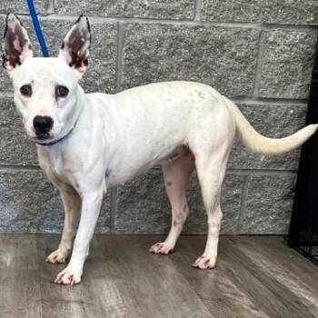 Loretta -  Terrier Dog for Adoption in Mount Pleasant, Texas - Loretta | PetCurious