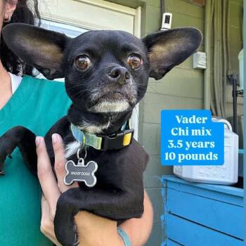Rescue Chihuahua Dogs for Adoption in Tampa, Florida - Vader | PetCurious