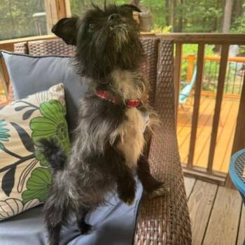 Cruiser -  Shih Tzu and Mixed Breed Dog for Adoption in Wake Forest, North Carolina - Cruiser | PetCurious
