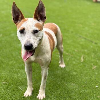 Rescue Mixed Breed Dogs for Adoption in Hamilton, Georgia - Fenny | PetCurious