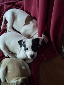 Gyunosuke -  Mixed Breed Dog for Adoption in Honolulu, Hawaii - Gyunosuke | PetCurious