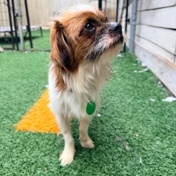 Moody Mitch (Benefactor Dog) -  Shih Tzu and Papillon Dog for Adoption in New Orleans, Louisiana - Moody Mitch (Benefactor Dog) | PetCurious