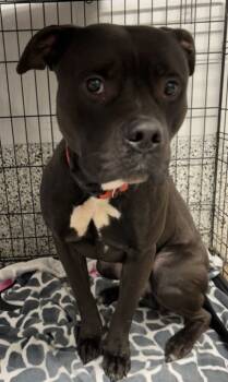 Rescue Mixed Breed Dogs for Adoption in West Chester, Pennsylvania - Duke | PetCurious