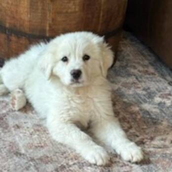 Great Pyrenees Dogs Available for Adoption in Ottawa Hills, Ohio - Nanook | PetCurious