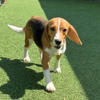 Flower 0044/8851 -  Beagle Dog for Adoption in Loxahatchee Groves, Florida - Flower 0044/8851 | PetCurious