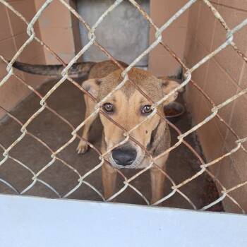 Rescue Hound Dogs for Adoption in Gautier, Mississippi - Jake | PetCurious