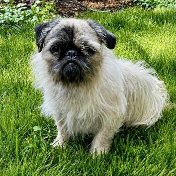 Sid -  Pug Dog for Adoption in Mead, Colorado - Sid | PetCurious