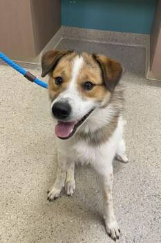 Curly -  Australian Shepherd and Mixed Breed Dog for Adoption in Fishers, Indiana - Curly | PetCurious