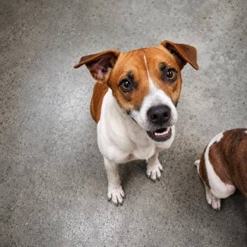 Fletcher -  Terrier Dog for Adoption in Gautier, Mississippi - Fletcher | PetCurious