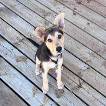 Milo -  Mixed Breed Dog for Adoption in Sioux Falls, South Dakota - Milo | PetCurious