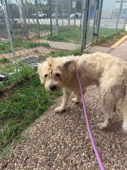 Cornelius -  Wheaten Terrier Dog for Adoption in Aurora, Colorado - Cornelius | PetCurious