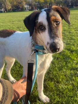 Mixed Breed Dogs Available for Adoption in Kitchener, Ontario - Luigi | PetCurious