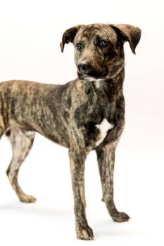 Rescue Plott Hound Dogs for Adoption in Conway, Arkansas - Clyde | PetCurious