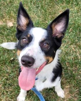 Larry -  Border Collie Dog for Adoption in Golden, Colorado - Larry | PetCurious