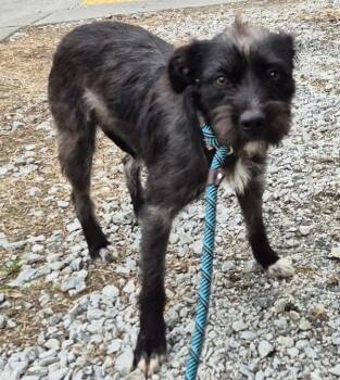 Terrier Dogs Available for Adoption - Pen 203 | PetCurious