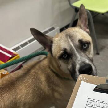 Teal -  Mixed Breed Dog for Adoption in Philadelphia, Pennsylvania - Teal | PetCurious