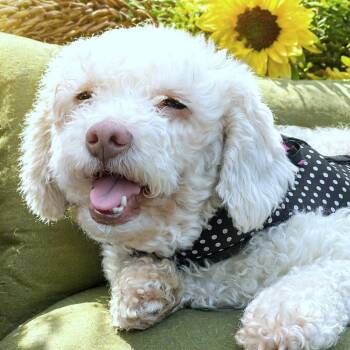 Poodle Dogs Available for Adoption in Boerne, Texas - Maribel | PetCurious