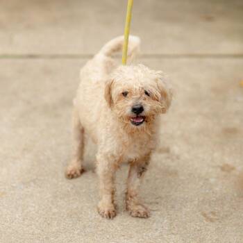 Samuel -  Maltese Dog for Adoption in Chester Springs, Pennsylvania - Samuel | PetCurious