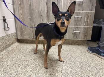 MICAH -  Miniature Pinscher and Mixed Breed Dog for Adoption in Colorado Springs, Colorado - MICAH | PetCurious