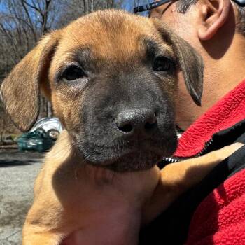 English Bulldog and Mixed Breed Dogs Available for Adoption in Eastford, Connecticut - NY Marvin Avail Apr 18 (Tractor Supply Patterson NY) | PetCurious