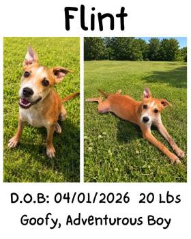 Flint -  Terrier Dog for Adoption in Albany, Georgia - Flint | PetCurious