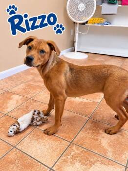 Rizzo -  Labrador Retriever Dog for Adoption in Rock Hill, New York - Rizzo | PetCurious