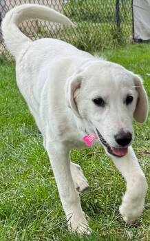 KODIAK -  Labrador Retriever and Great Pyrenees Dog for Adoption in Lincoln, Nebraska - KODIAK | PetCurious