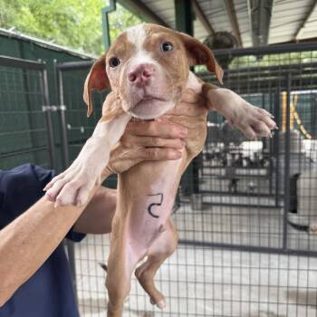 Dewey #5 -  Pit Bull Terrier and Mixed Breed Dog for Adoption in Auburn, New Hampshire - Dewey #5 | PetCurious